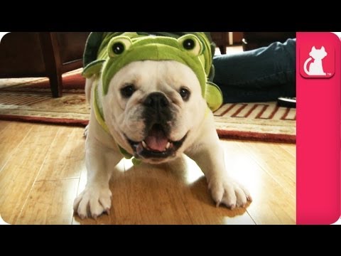 Rescued Bulldog Loves Her Turtle Suit